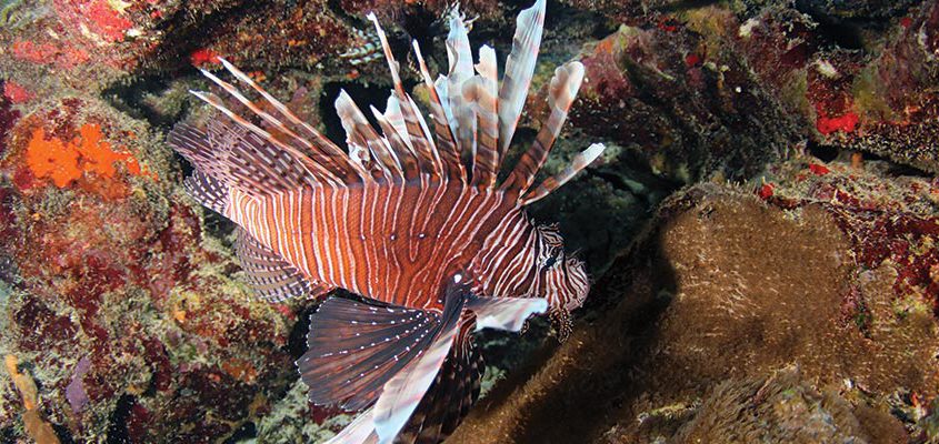 lionfish snorkeling curacao